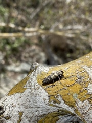 Chrysobothris acutipennis