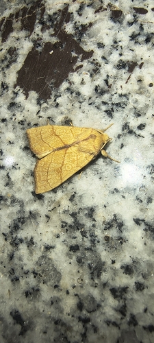 Orange Sallow