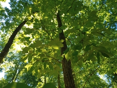 Phylloxera caryaeglobuli