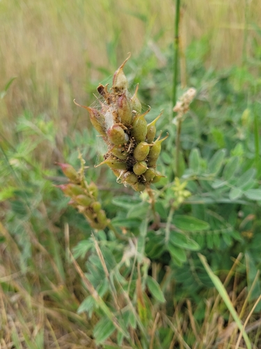 Canadian milkvetch