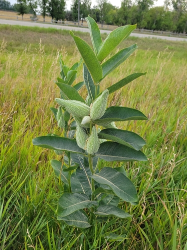 common milkweed