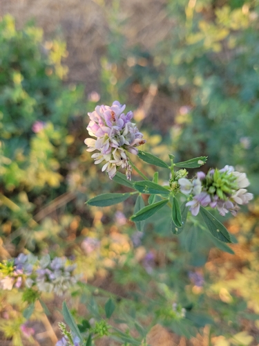 Alfalfa