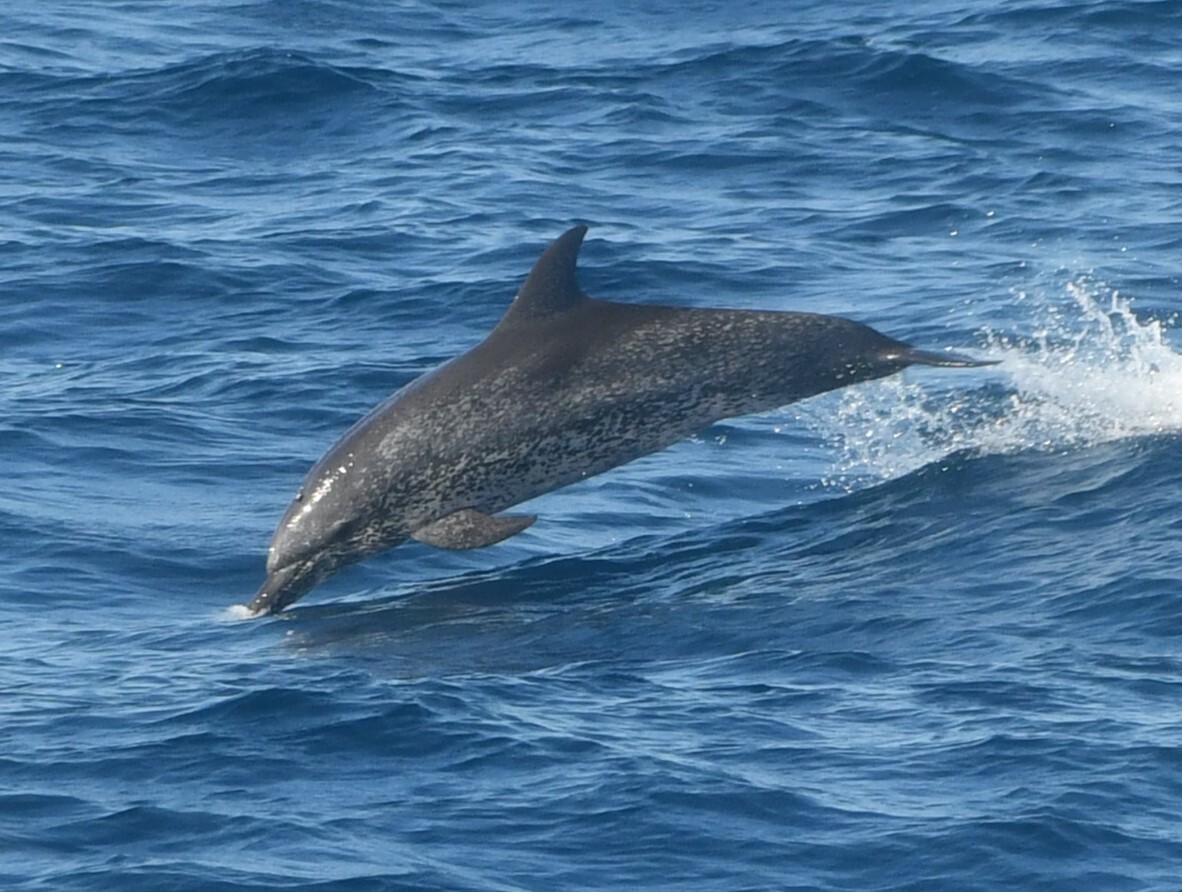 Stenella frontalis