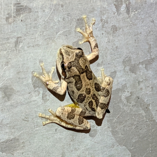 iNaturalist observation photo of Pacific chorus frog