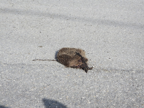 Common Hedgehog