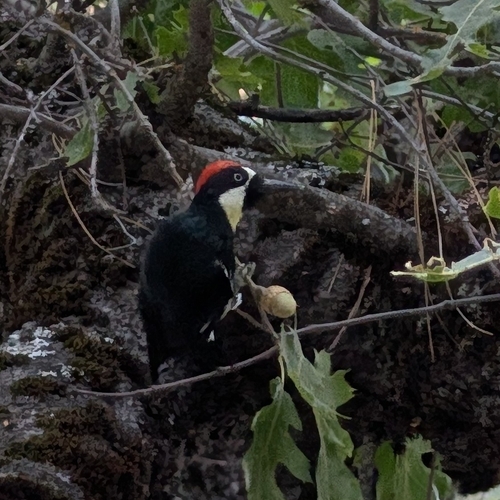 iNaturalist observation photo of Acorn Woodpecker