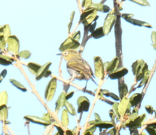 iNaturalist observation photo of Swinhoe's White-eye