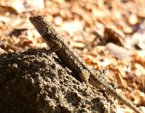 iNaturalist observation photo of Western Fence Lizard