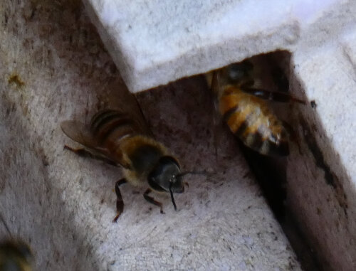 iNaturalist observation photo of Western Honey Bee