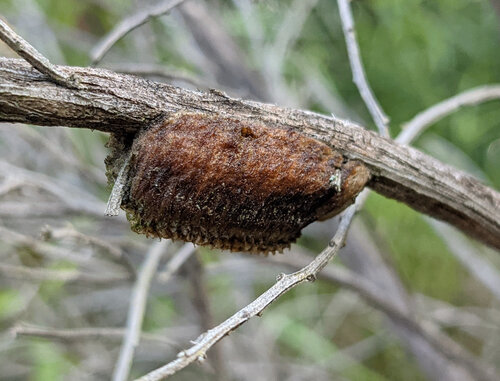 iNaturalist observation photo of Arizona Mantis