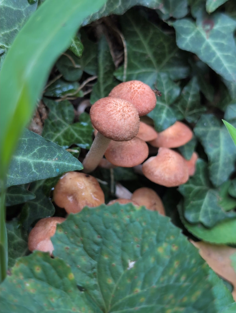 Ringless Honey Mushroom · August 2026 · photo: Photo: (c) odawgie, some rights reserved (CC BY) · iNaturalist