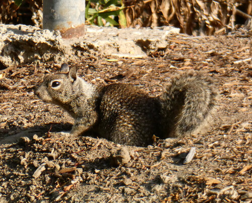 iNaturalist observation photo of California Ground Squirrel