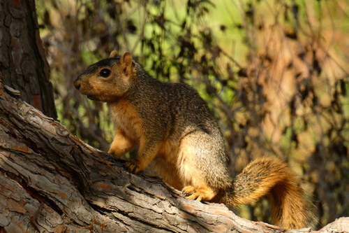 iNaturalist observation photo of Eastern Fox Squirrel