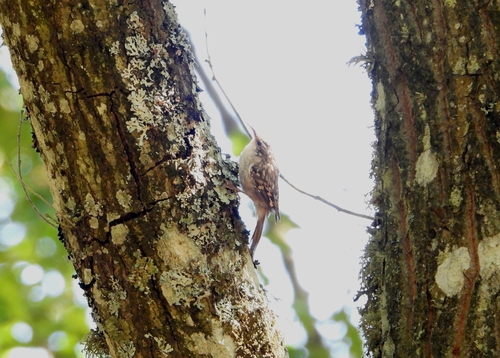 Short-toed Treecreeper