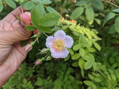 iNaturalist observation photo of California Wild Rose