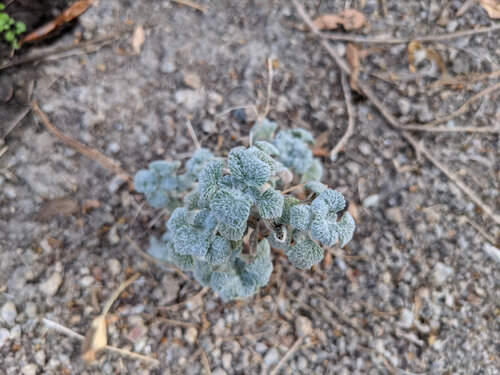 iNaturalist observation photo of White Horehound