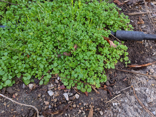 iNaturalist observation photo of hairy bittercress
