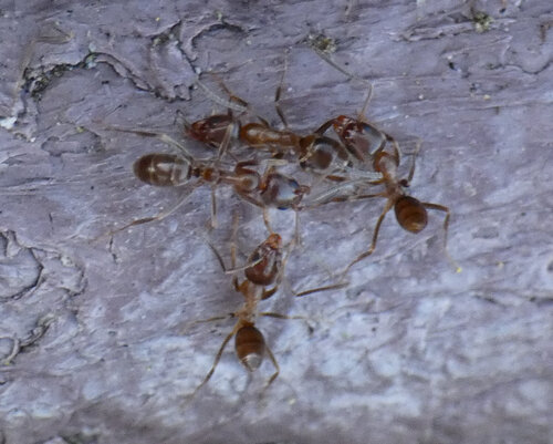 iNaturalist observation photo of Argentine Ant