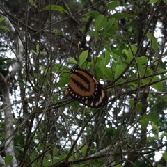 Lycorea halia atergatis