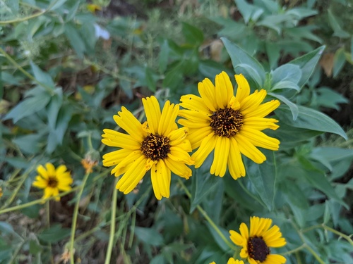 iNaturalist observation photo of California brittlebush