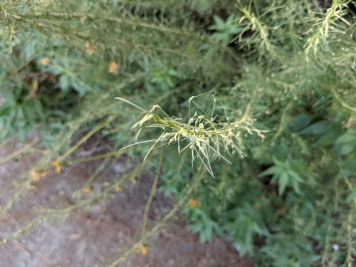 iNaturalist observation photo of California sagebrush