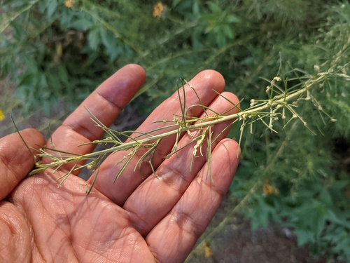 iNaturalist observation photo of California Sagebrush Gall Mite