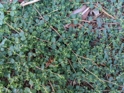 iNaturalist observation photo of Matted Sandmat
