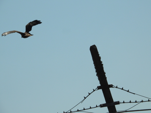 Common Buzzard