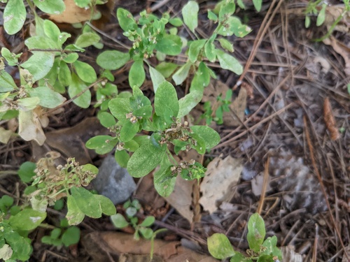 iNaturalist observation photo of Dicots