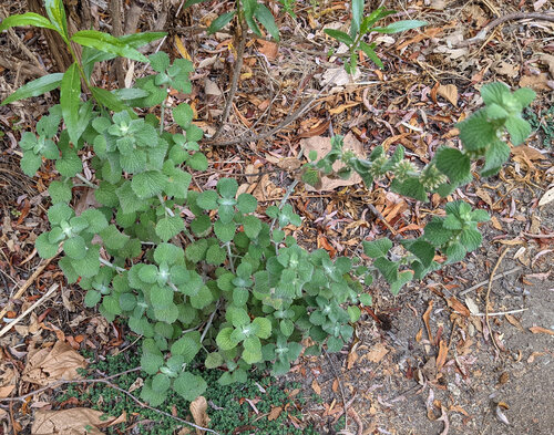 iNaturalist observation photo of White Horehound