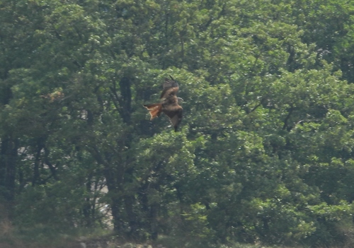 Red Kite