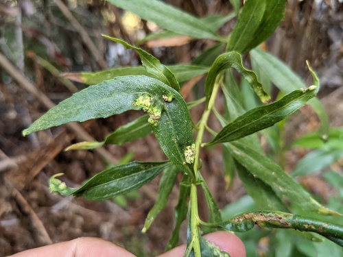 iNaturalist observation photo of Mule Fat Blister Mite