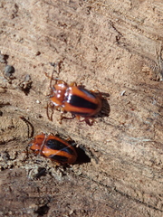Aphorista vittata