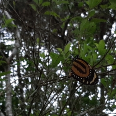 Lycorea halia atergatis