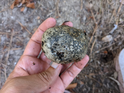 iNaturalist observation photo of Dyeball