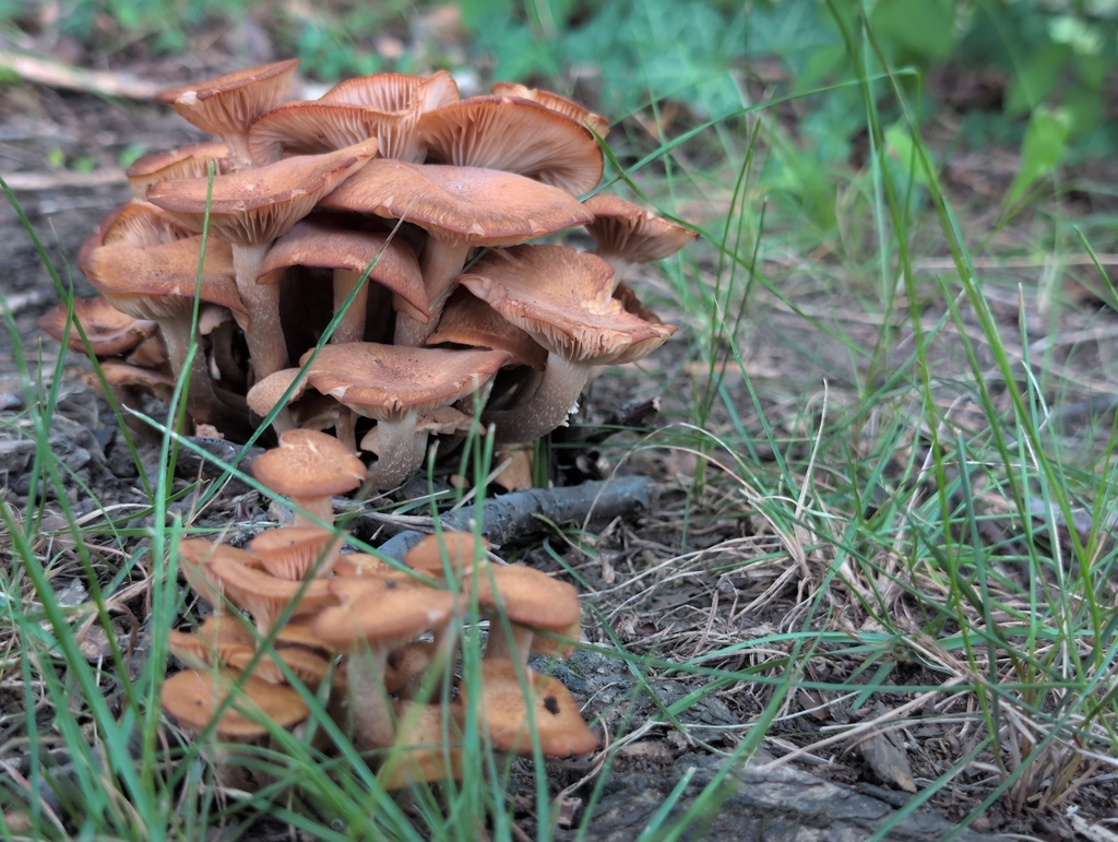 Ringless Honey Mushroom · August 2026 · photo: Photo: (c) odawgie, some rights reserved (CC BY) · iNaturalist
