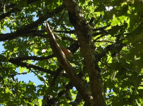 Eurasian Nuthatch