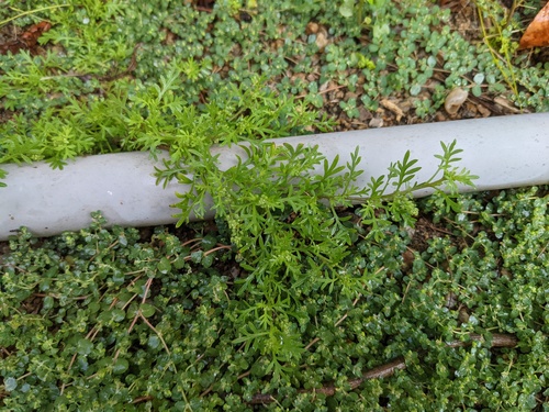 iNaturalist observation photo of Lesser swine-cress