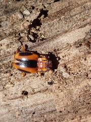 Aphorista vittata