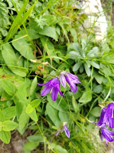 Campanula collina, photograph 1