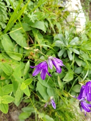 Campanula collina