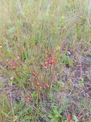 Androsace septentrionalis