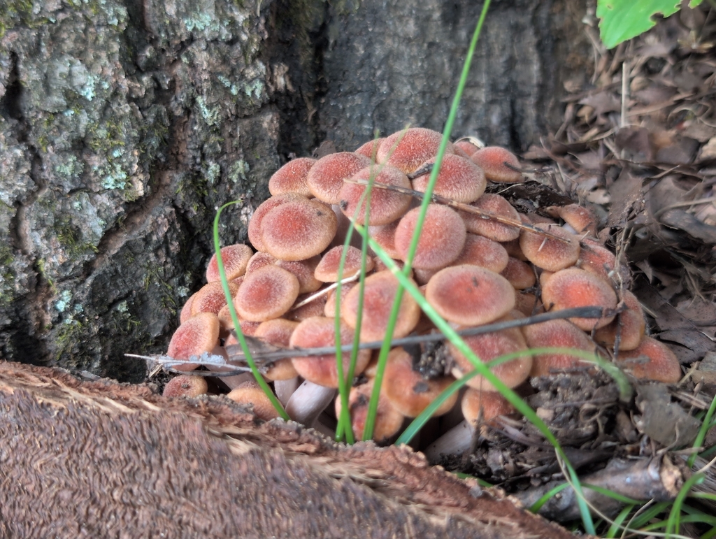 Ringless Honey Mushroom · August 2026 · photo: Photo: (c) odawgie, some rights reserved (CC BY) · iNaturalist