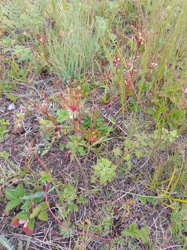 Androsace septentrionalis, photograph 2