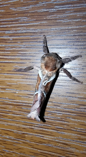 Orange Swift