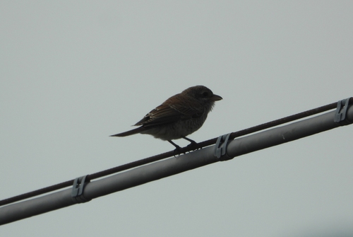 Red-backed Shrike