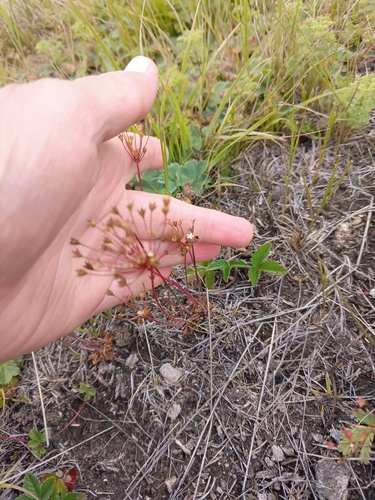 Androsace septentrionalis, photograph 4