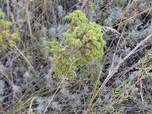 blueweed gall mite