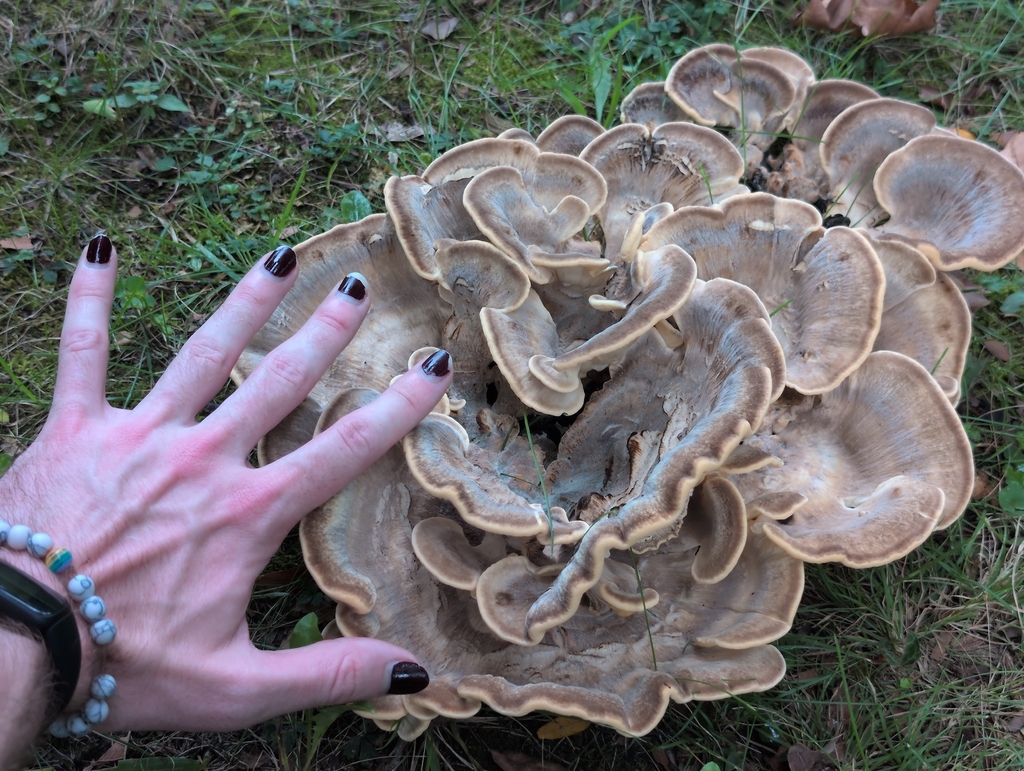 Black-staining Polypore · August 2026 · photo: Photo: (c) odawgie, some rights reserved (CC BY) · iNaturalist