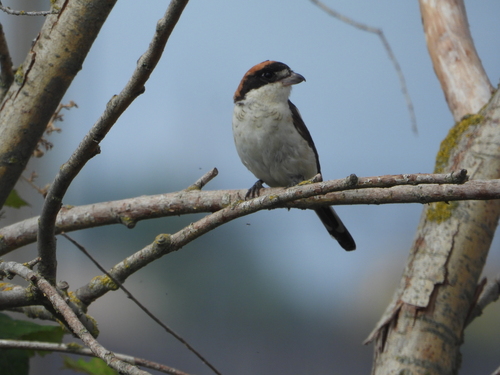 Woodchat Shrike